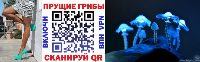 Псилоцибиновые грибы Psilocybine cubensis Балтийск